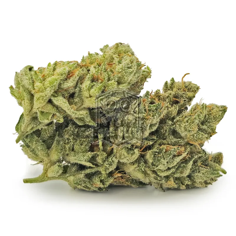 Chocolate Diesel