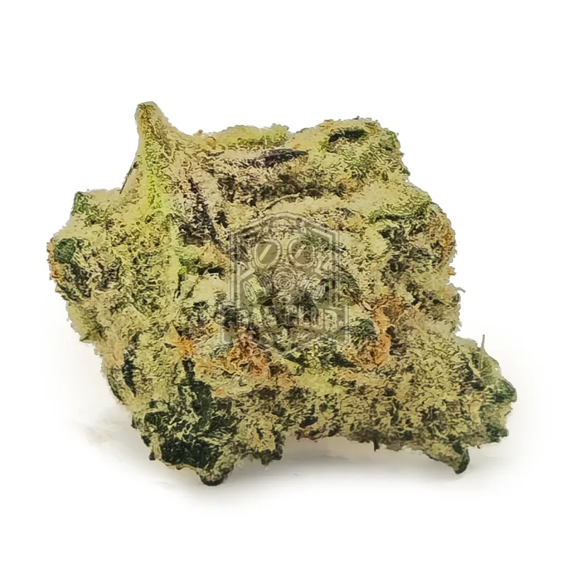 Champagne Supernova