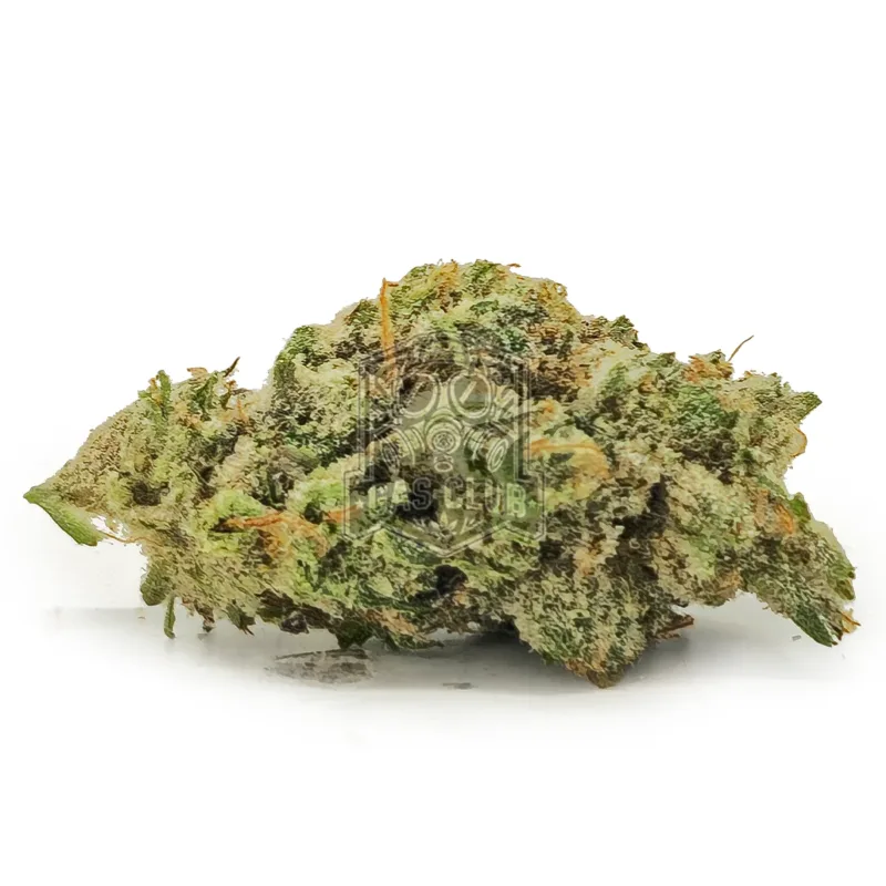 Tropical Tangie