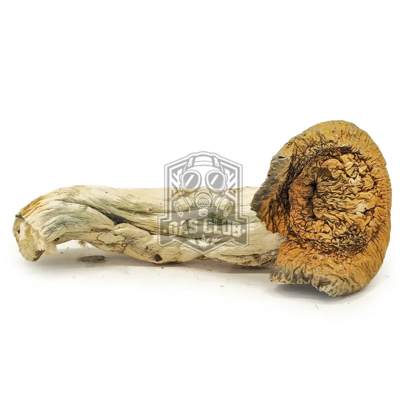 Cyanescens Shooms